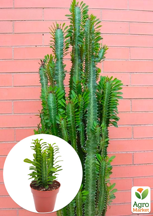 

Эуфорбия Тригона Green (P12 высота 15-25см)