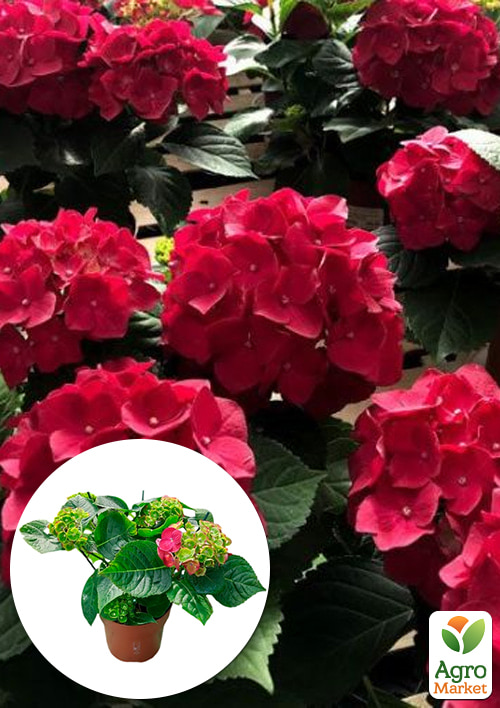 

LMTD Гортензія крупнолиста квітуча 3-річна Rembrandt Rosso Glory (30-50см)