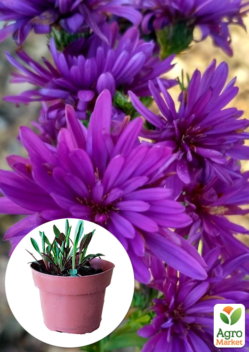 

Айстра ново-бельгійська Henry I Purple (С1,5 висота 20-30см)
