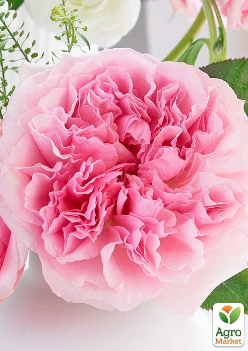 

Роза кустовая Миранда (саженец класса АА+) высший сорт