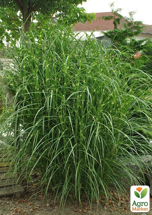 

Мискантус китайский Punktchen С1.5