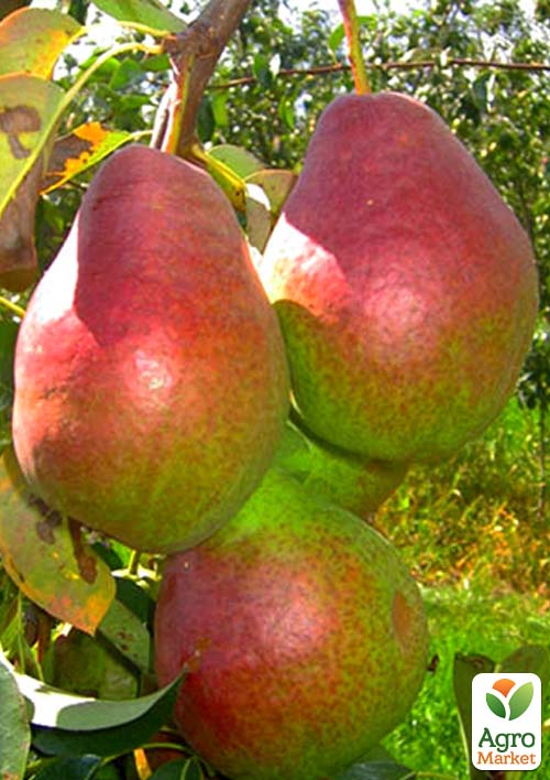 

Груша Сайва (зимовий сорт, пізній термін дозрівання)