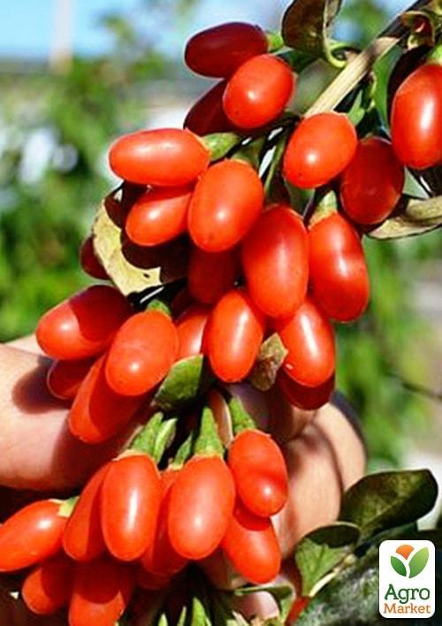 

Годжі Нью Біг (перехресне запилення, садити по 2 шт)