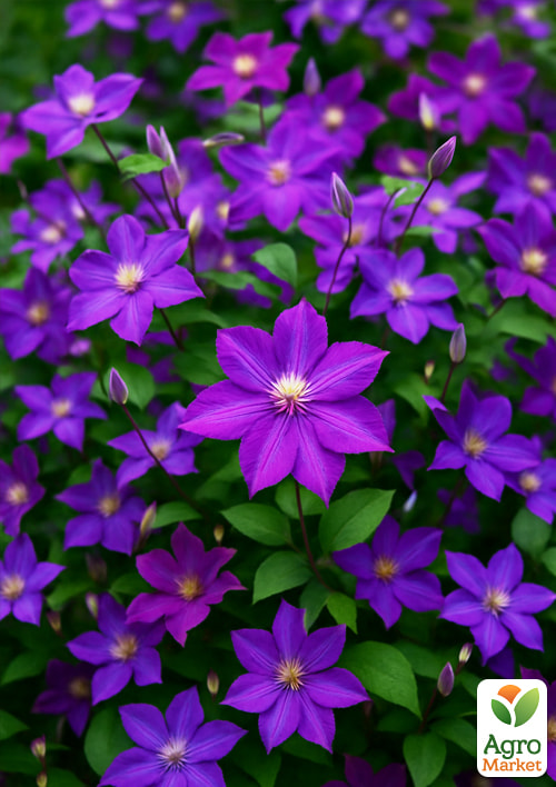 

Клематис Star of India