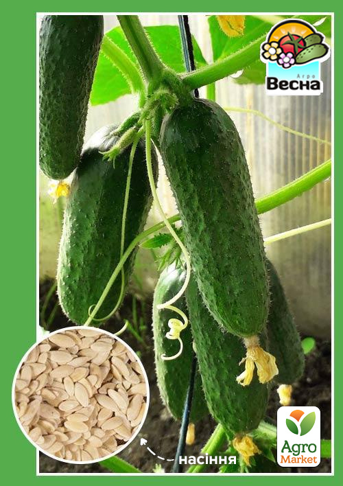 

Огірок-корнішон Політ метелика F1 ТМ Весна 0.5г