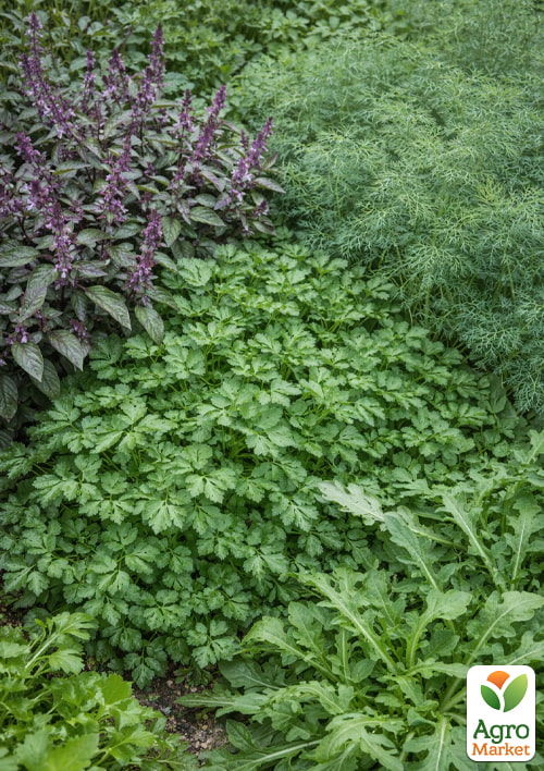 

Комплект насіння зелень Зелений мікс 5уп