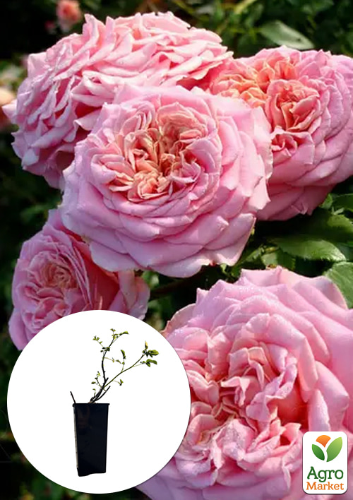 

Роза чайно-гибридная Эшли в контейнере, высший сорт