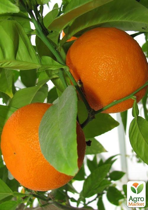 

Мандарин Абхазький