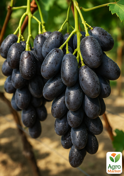 

Виноград Первісток ранній (ранньостиглий, крупний, морозостійкий)