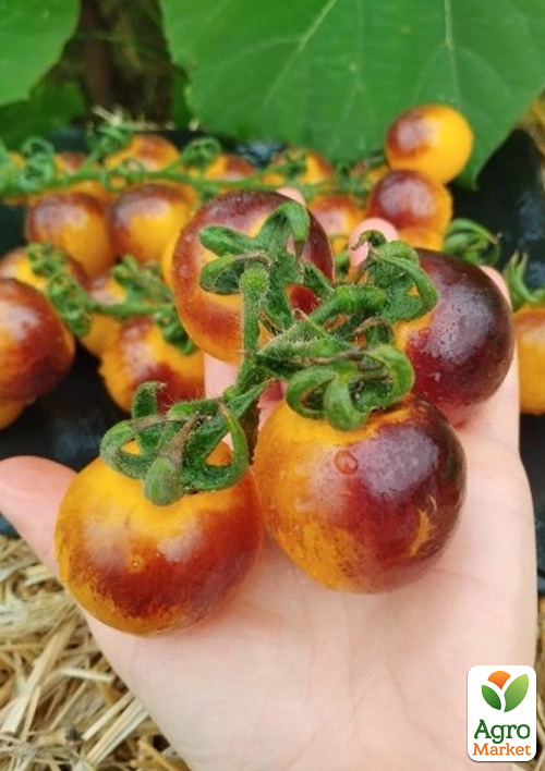 

Томат Bosqve Blue Bumblebee ТМ Vesna Select 20шт