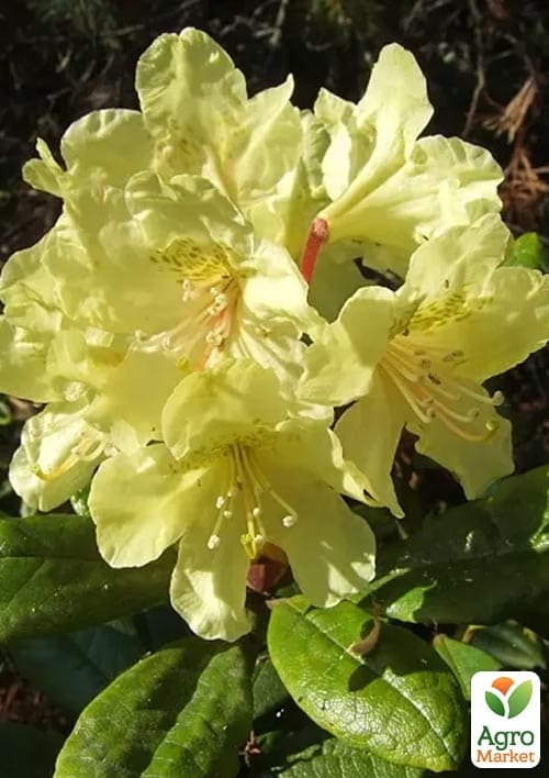 

Рододендрон вічнозелений Profesor Scholz