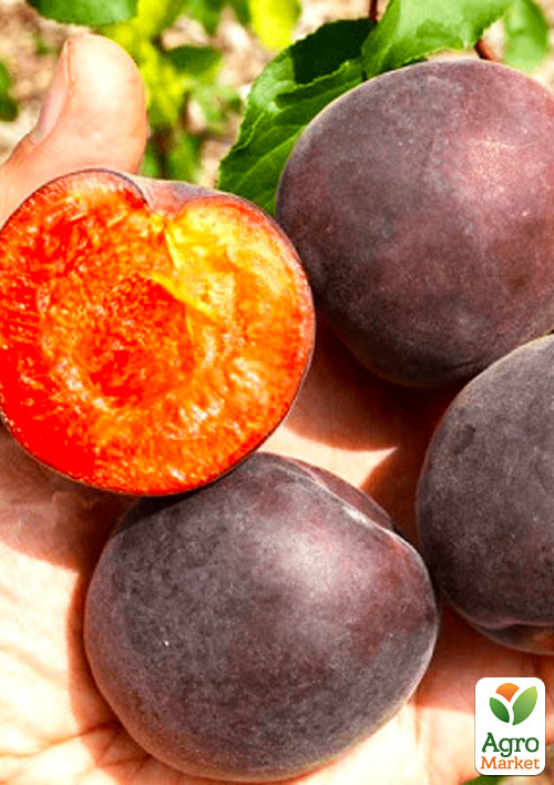 

Абрикос Мелітопольський чорний (літній сорт, середнього терміну дозрівання)