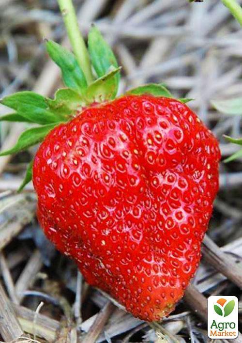 

Полуниця Діана (ремонтантний сорт)