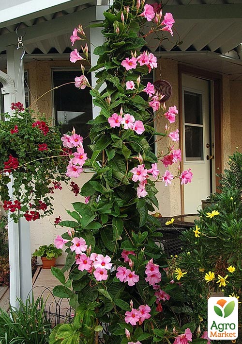 

Дипладенія (Mandevilla) Early Pink (квітуча ліана)