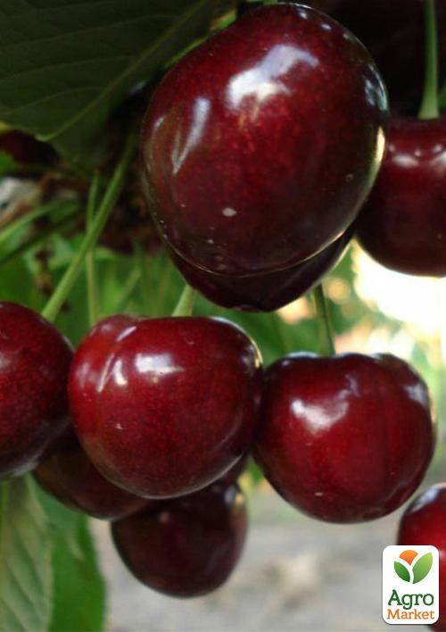 

Черешня Самба (літній сорт, ранній термін дозрівання)