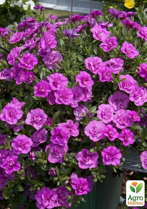 

Калибрахоа Calita Double Pink Marina