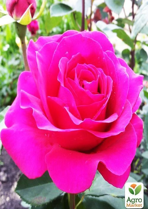 Фото розы верди