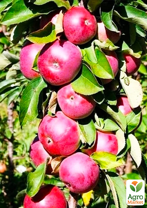 

Яблоня колоновидная Обелиск (крупноплодный, зимний сорт, поздний срок созревания)