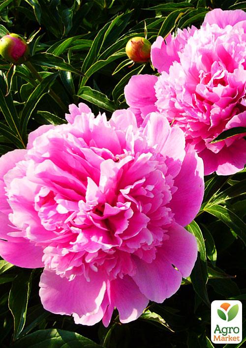 

Півонія трав'яниста Amabilis 1шт в упаковці NEW