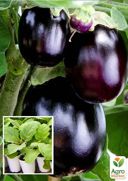 

Рассада Баклажан «Шерил F1» (фермерское взращивание)