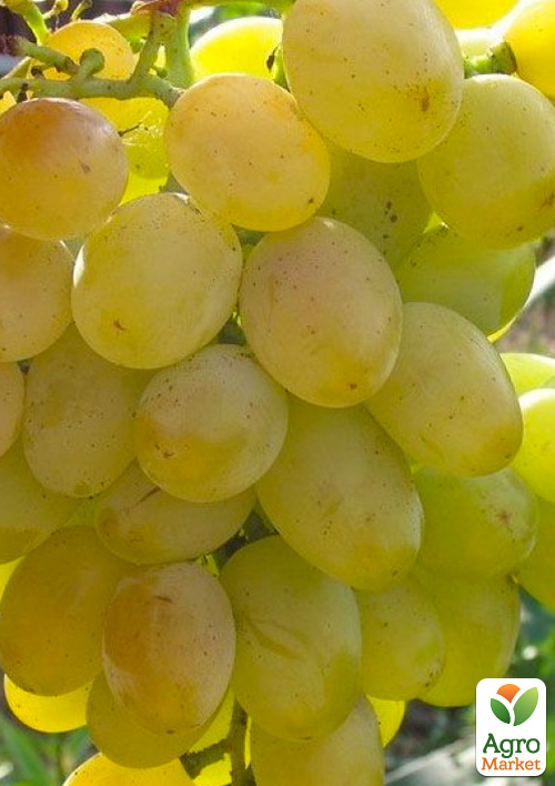 

Виноград Ланселот (раннесреднего термін дозрівання, висока морозостійкість)