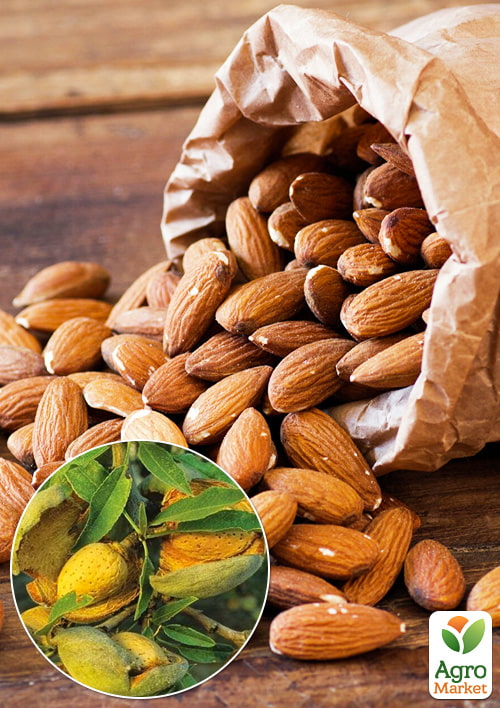 

Мигдаль солодкий Прибережний (середній термін дозрівання)