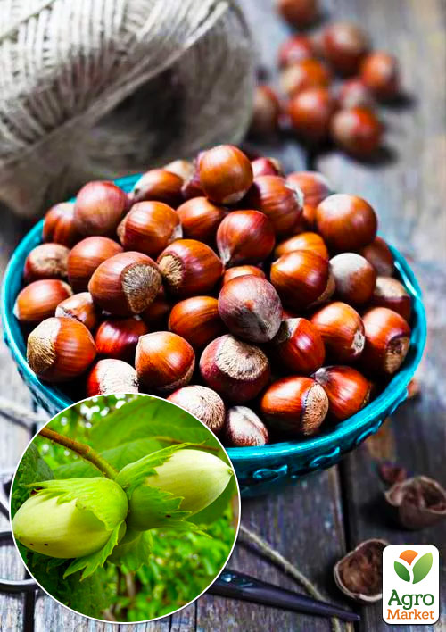 

Фундук Косфорд (средний срок созревания, перекрёстное опыление, садить по 2 шт)