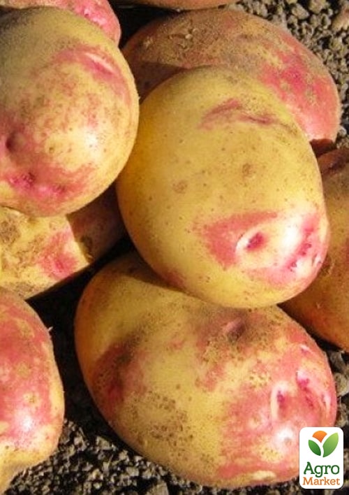 

Картофель Пикассо семенной позднеспелый (1 репродукция) 1кг