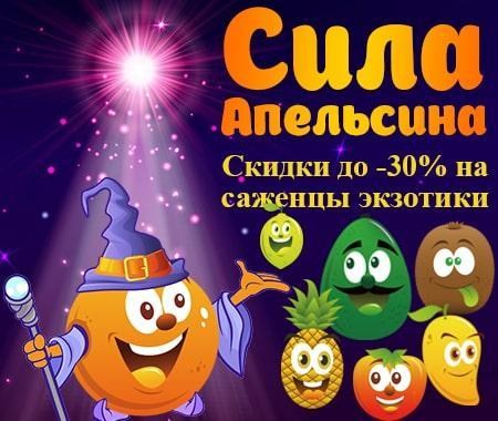 Сила апельсина: 1167 саженцев экзотики со скидками до -30% Сила апельсина: 1167 саженцев экзотики со скидками до -30%