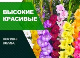 Посадка гладиолусов: советы