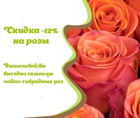 Акция! Скидка -12% на саженцы роз Акция! Скидка -12% на саженцы роз