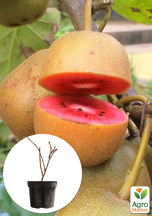 

Киви Zespri Red 2х летний саженец (экзотический, красномясый фрукт, с цитрусовыми нотками)