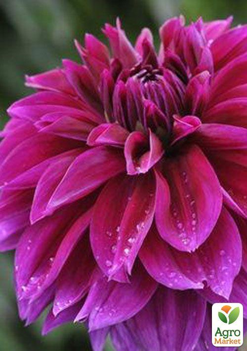 

Жоржина Thomas A Edisson (гігантська квітка)