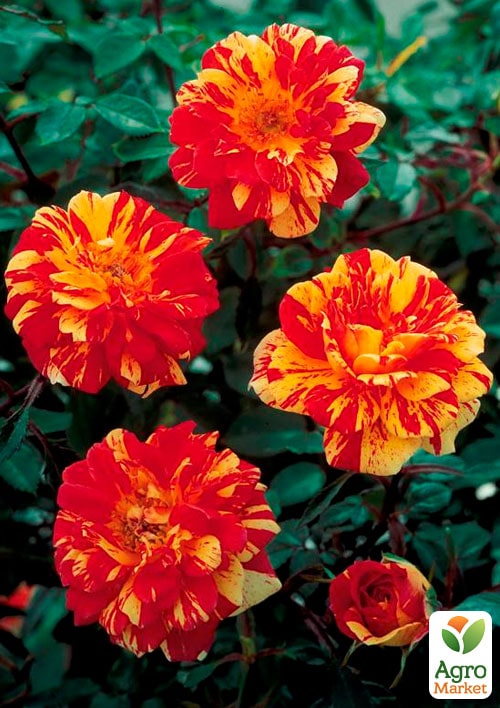 

Троянда дрібноквіткова (спрей) Сашаба (Sashaba) (саджанець класу АА +) вищий сорт