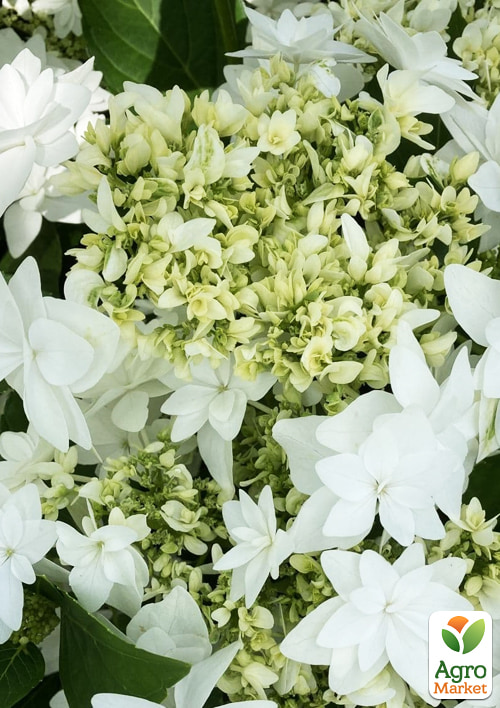 

LMTD Гортензия махровая 4-х летняя Finya Teller White (40-60см)
