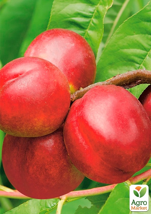 

Нектарин Стар Мей (лисий персик, літній сорт, середній термін дозрівання)