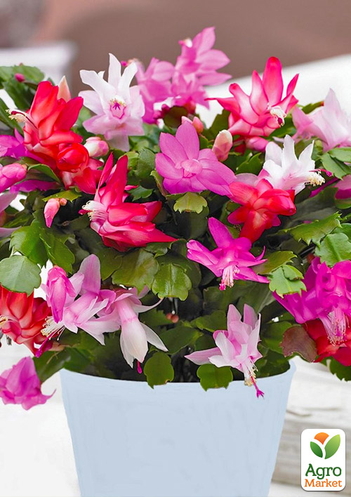 

Шлюмбергера Tricolor (Декабрист, рождественник, зигокактус)