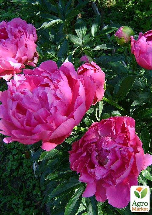 

Півонія трав'яниста Edvin C. Bills 1шт в упаковці