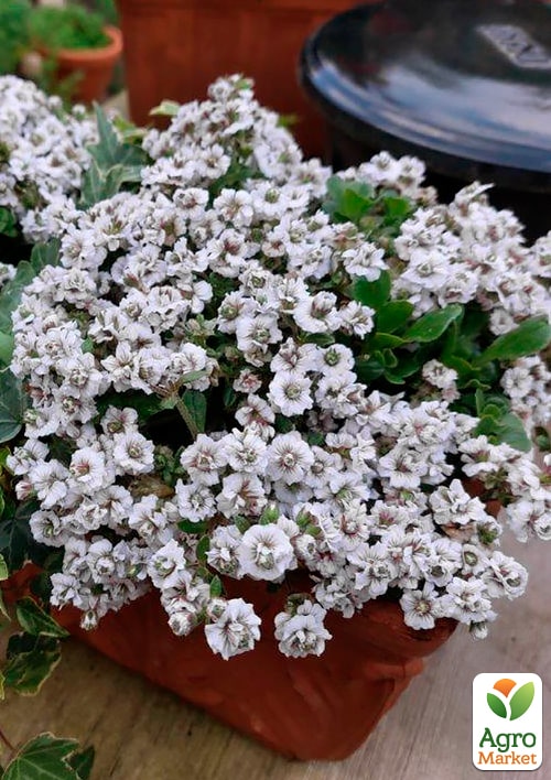 

Гіпсофіла cerastioides Plena White (квітучий ґрунтопокривник)