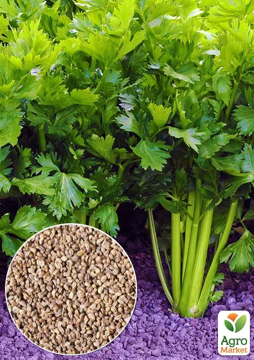 

На вагу Селера черешкова ТМ Весна ціна за 2г