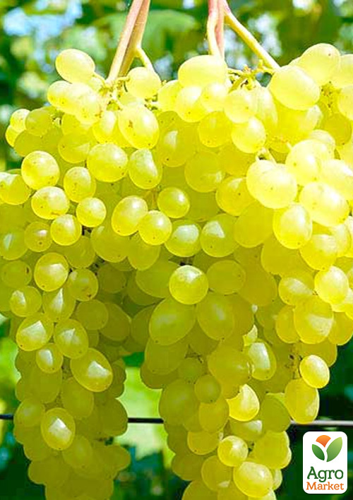 

Виноград Афродіта (кишмиш, середньо-ранній термін дозрівання, солодкий)