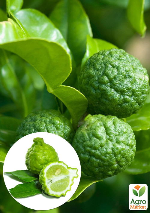 

LMTD Каффір-Лайм (саджанець 2 роки)