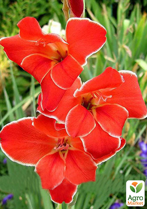 

Гладіолус Нанус Atom 3шт