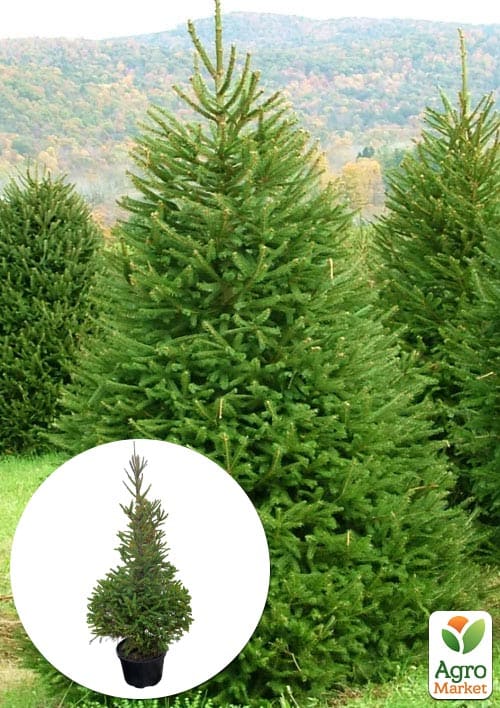 

Ель 5-ти летняя Европейская (Picea Abies) С5 высота 60-80см