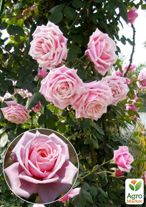 

Троянда плетиста Блоссомтайм (саджанець класу АА +) вищий сорт