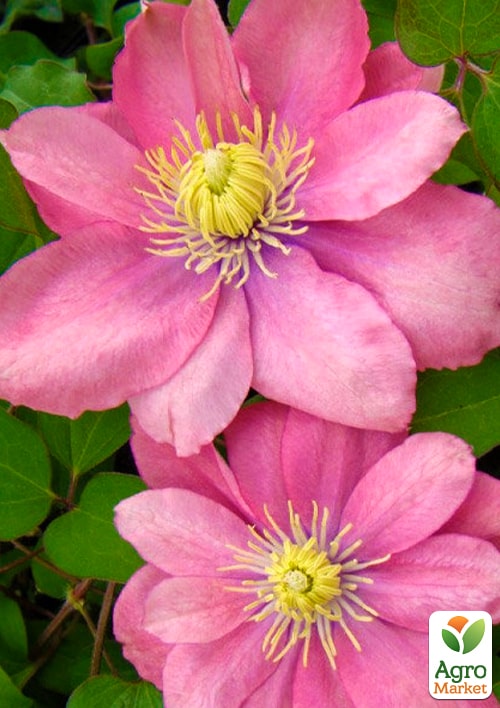 

Эксклюзив! Клематис Николетта (Nicoletta) (крупноцветковый сорт)