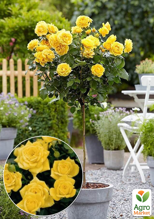 

Троянда штамбова Спрей Yellow Baby (саджанець класу АА+) вищий сорт