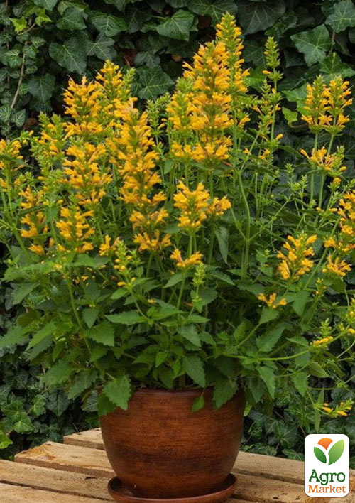 

Агастахис Kudos Yellow (лофант многолетний, цветет до заморозков)