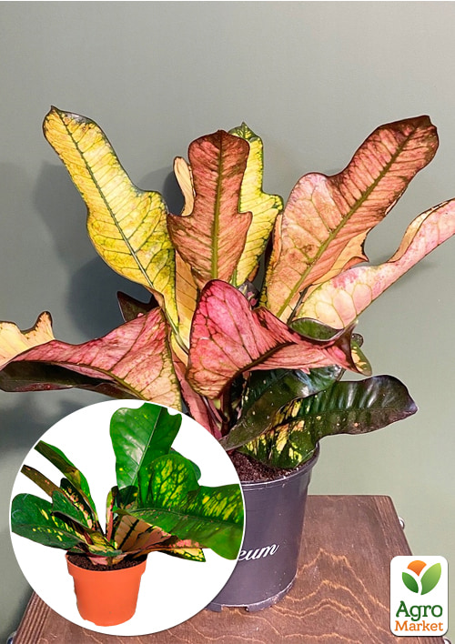 

Кодіум Вільма висота 35-45см