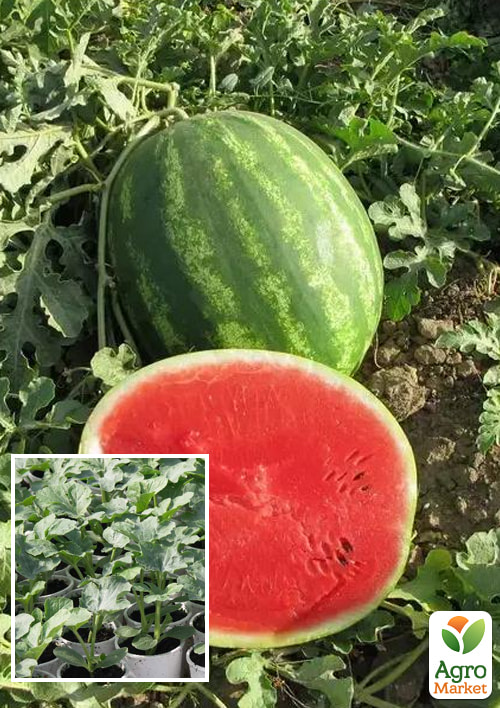 

Розсада Кавун «Талісман F1» (фермерське вирощування), 1 шт. в упаковці